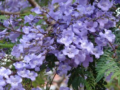 Jakaranda mimozolistna - nasiona - 10 szt  Jacaranda mimosifolia  syn. Jacaranda acutifolia