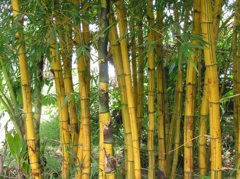 Bambusa vulgaris VITTATA Golden Bamboo Złoty bambus