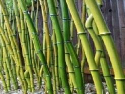 Bamboo Sasa kurilensis Bambus ogrodowy