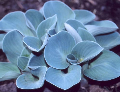 Hosta miniaturowa BLUE MOUSE EARS Funkia /P13 *T15