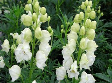 Tojad najmocniejszy ALBUM Aconitum nappellus /P11 *K16