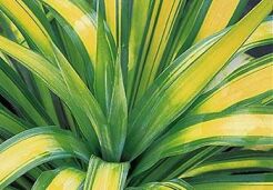 Yucca recurvifolia BANANA SPRIT Juka /C3