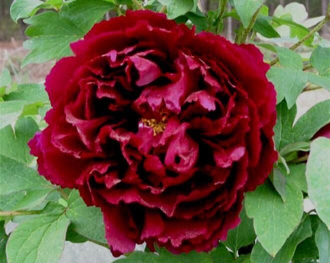 Piwonia drzewiasta Wu Jin Yao Hui (ciemno czerwona) Paeonia suffruticosa /C4 *K16