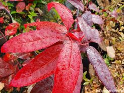 Kwaśnodrzew konwaliowy Oxydendrum arboreum C5/30-50cm *K13