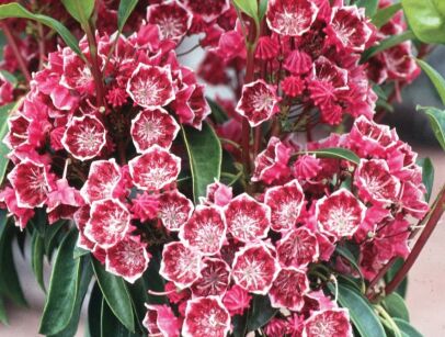 Kalmia szerokolistna KALEIDOSCOPE Kalmia latifolia C2/20-40cm *K9