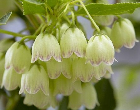 Enkiant dzwonkowaty PRETTY COAT ('JWW10') Enkianthus campanulatus C3/40-60cm *T3