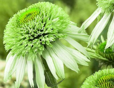 Jeżówka pełna GREENLINE Echinacea /C2