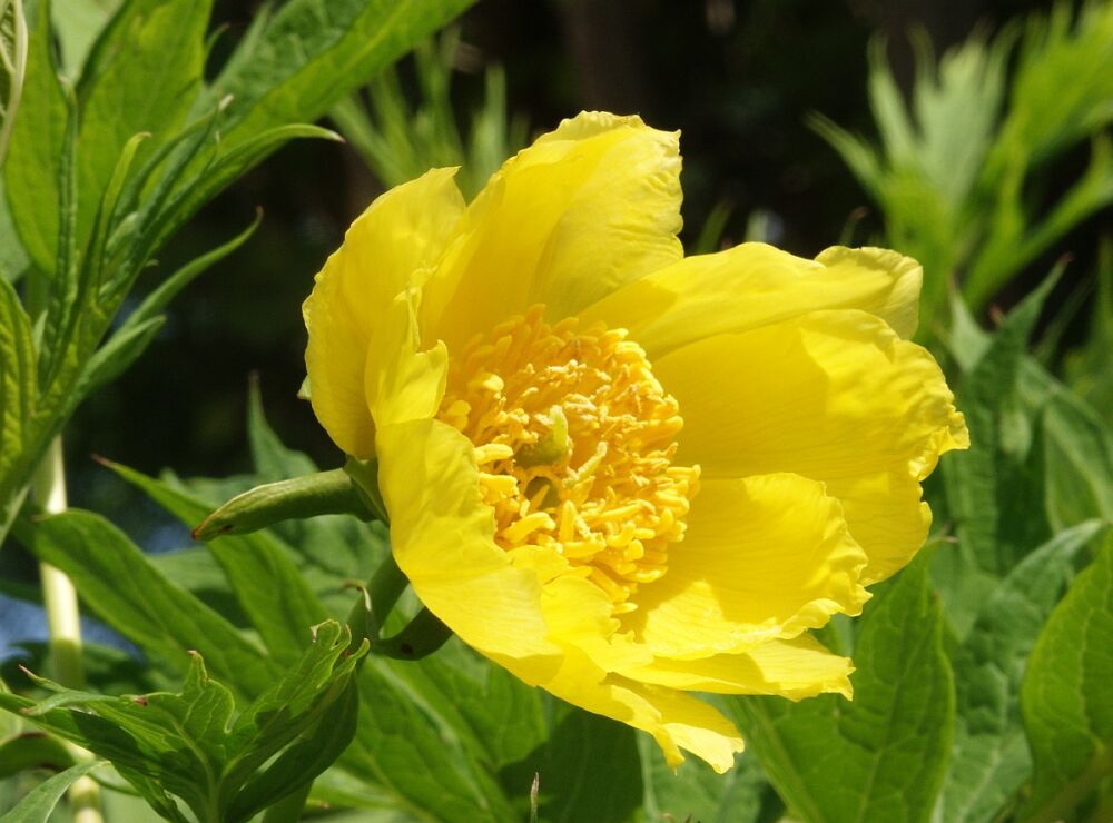 Paeonia lutea var. ludlowii Piwonia tybetańska /C2 *T12