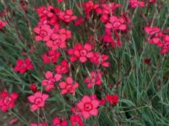 Goździk kropkowany KARMINOWO-CZERWONY Dianthus deltoides - nasiona 0,3g