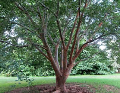 Zelkova sinica Brzostownica chińska /C2