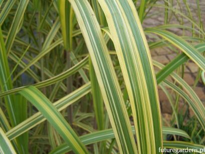 Miskant cukrowy GOTEMBA GOLD Miscanthus sacchariflorus /P11