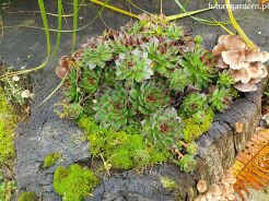 Rojnik ogrodowy nr 4 Sempervivum hybridum /misa 17cm