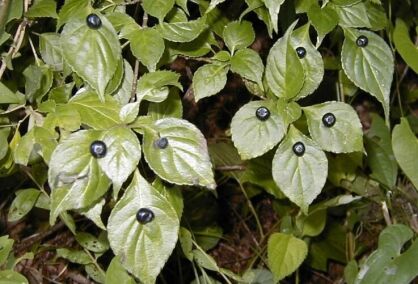 Helwingia japońska H. japonica C2/80cm