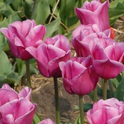 Tulipan TRIUMPH ROSE 5 SZT.