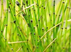 Skrzyp arktyczny  Equisetum scirpoides /P15