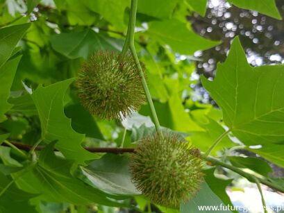 Platan klonolistny Platanus acerifolia Platanus hispanica - nasiona 30 szt.