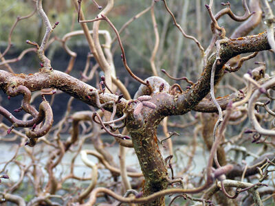 Leszczyna pospolita CONTORTA Corylus avellana C7,5/100-120cm *25P