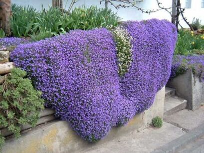 Żagwin ogrodowy CASCADE BLUE Aubrieta x cultorum /C1,5 *K3