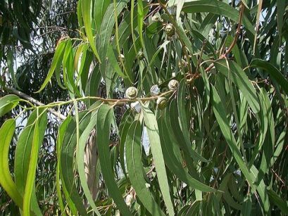 Eukaliptus właściwy - 10 szt nasion Eucalyptus globulus