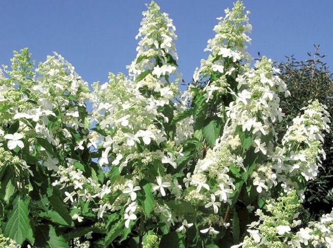 Hortensja bukietowa OCTOBER BRIDE Hydrangea paniculata /C3 *20