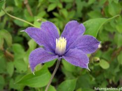 Clematis ARABELLA Powojnik C1/30cm *T4