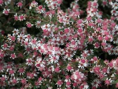 Aster lateriflorus PRINCE Aster bocznolistny /C1,5