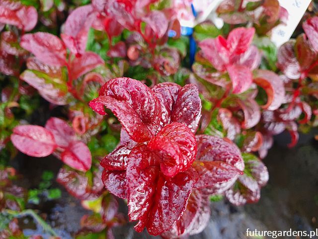 Kiścień wawrzynowy CURLY RED Leucothoe axillaris /C5 *T33-47