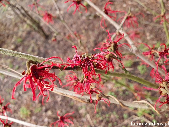 Oczar pośredni BIRGIT Hamamelis x intermedia C5/60-80cm *TL