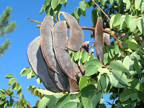 Kłęk kanadyjski Gymnocladus dioica C3(C7,5)/60-80cm *T49