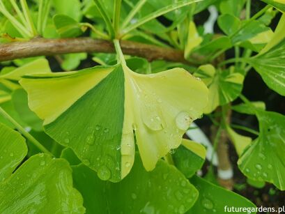 Miłorząb YELLOW DRAGON Ginkgo biloba C5/30-40cm *T66-67