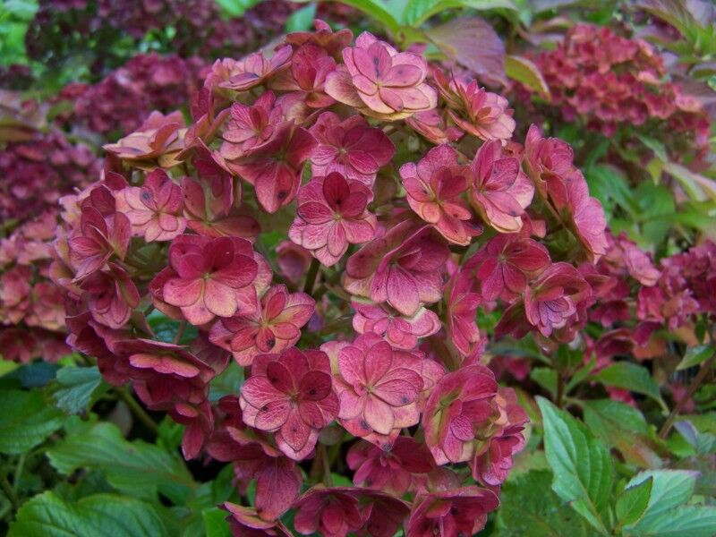 Hortensja ogrodowa You & Me TOGETHER® Hydrangea macrophylla /C5