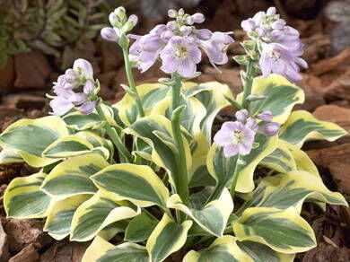 Hosta miniaturowa LUCKY MOUSE EARS Funkia /P9