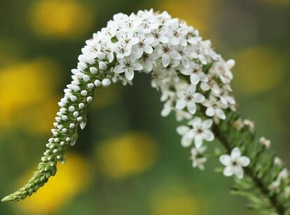 Tojeść orszelinowa Lysimachia clethroides /C2