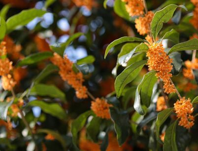 Osmanthus fragrans AURANTIACUS zw. Oliwka pachnąca C2/40-60cm