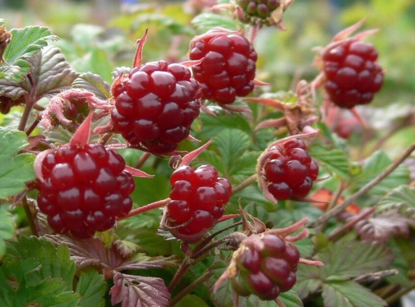 Jeżyna arktyczna TARJA Malina arktyczna tekszla Rubus arcticus /C2 *K16