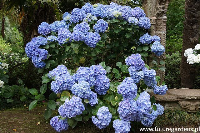 Hortensja ogrodowa OTAKSA Hydrangea macrophylla /C10 *K17