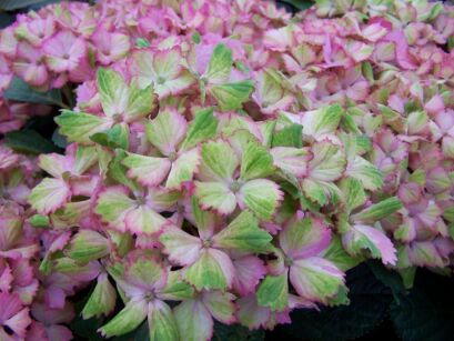 Hortensja ogrodowa FANTASIA z serii Forever Ever Hydrangea macrophylla