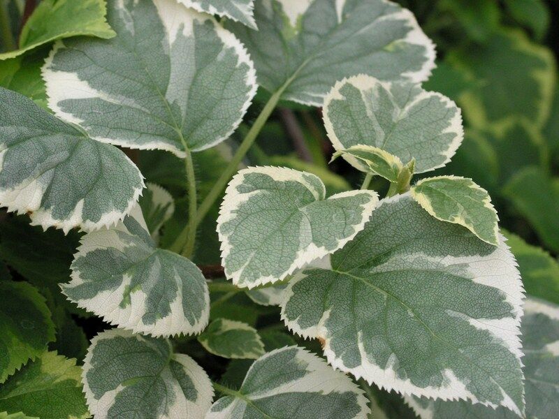 Hortensja pnąca SILVER LINING PBR Hydrangea anomala petiolaris C2/30-40cm *K19