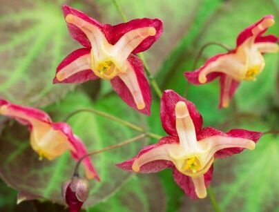 Epimedium czerwone Epimedium x rubrum /P9 *16