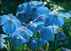 Mekonops bukwicolistny LINGHOLM Meconopsis betonicifolia syn. Meconopsis baileyi Mak niebieski