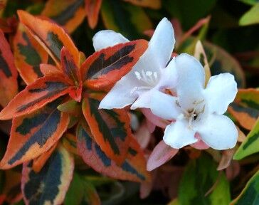 Abelia x grandiflora KALEIDOSCOPE® C5/30cm *T5