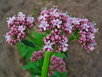 Kozłek lekarski - 0,20 g nasion Valeriana officinalis 