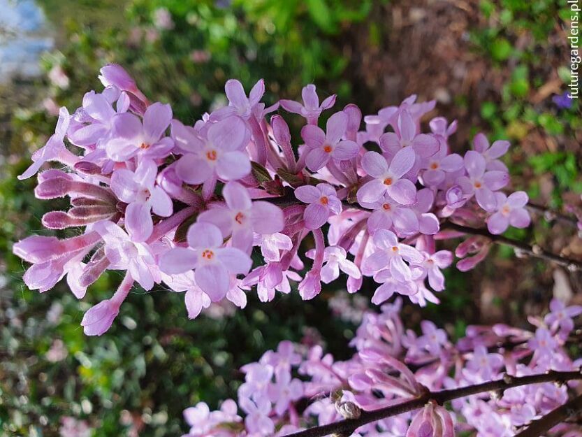 Wiciokrzew lilakowy Lonicera syringantha P13/20-30cm *K18