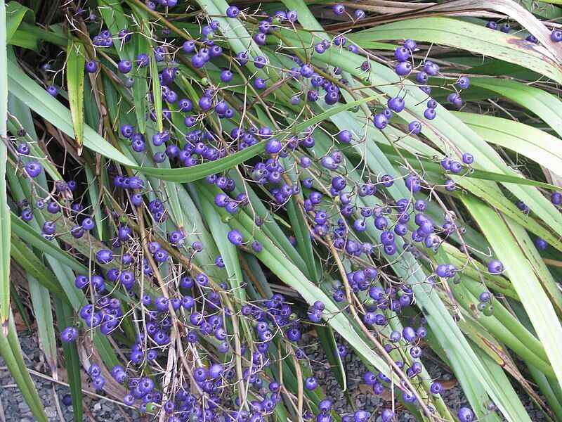 Dianella revoluta BLUE STREAM /C2 *G1