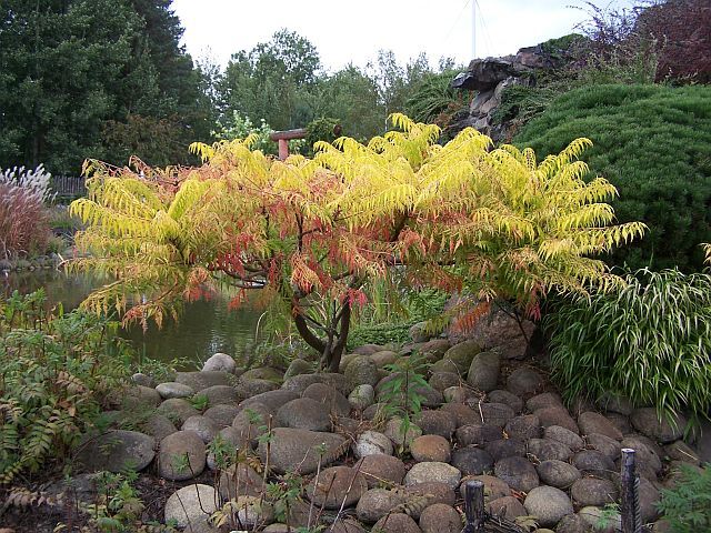 Sumak pierzasty TIGER EYES 'Bailtiger' Rhus typhina C5/80-100cm *K21