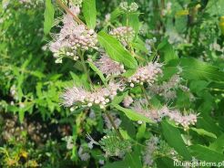 Barbula klandońska PINK PERFECTION 'Lisspin' PBR Caryopteris clandonensis /C3 *K21