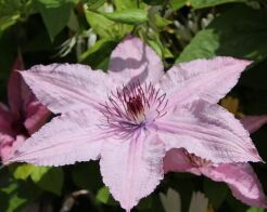 Clematis THE FIRST LADY Powojnik /C1 *T38 *T7