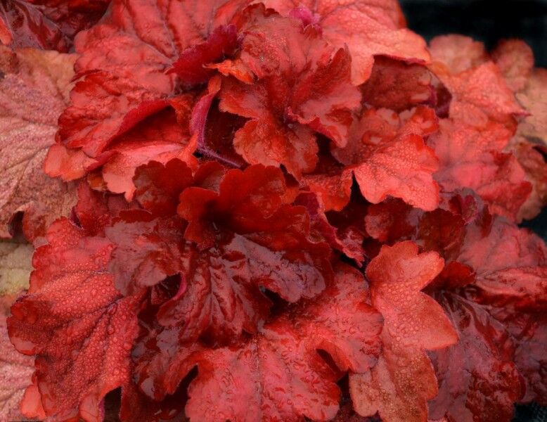 Żurawka CHERRY COLA Heuchera /P12 *7F