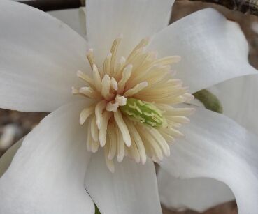  Magnolia wierzbolistna WINDSOR BEAUTY Magnolia salicifolia C2/80-100cm