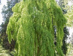 Grujecznik płaczący MORIOKA WEEPING Cercidyphyllum japonicum C7,5/1-1,4m